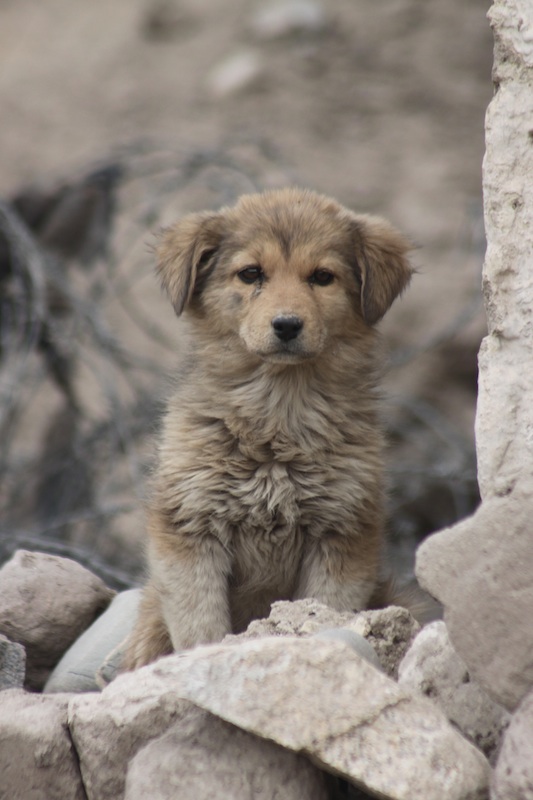 Backroads with Betsy Motorcycling in the Himalayas puppy