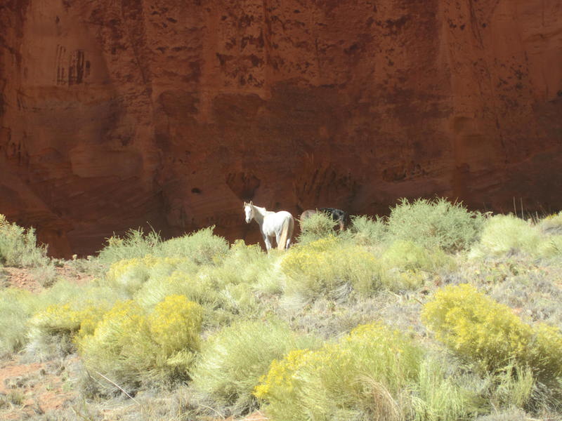 Backroads with Betsy Riding the Rez wild horse