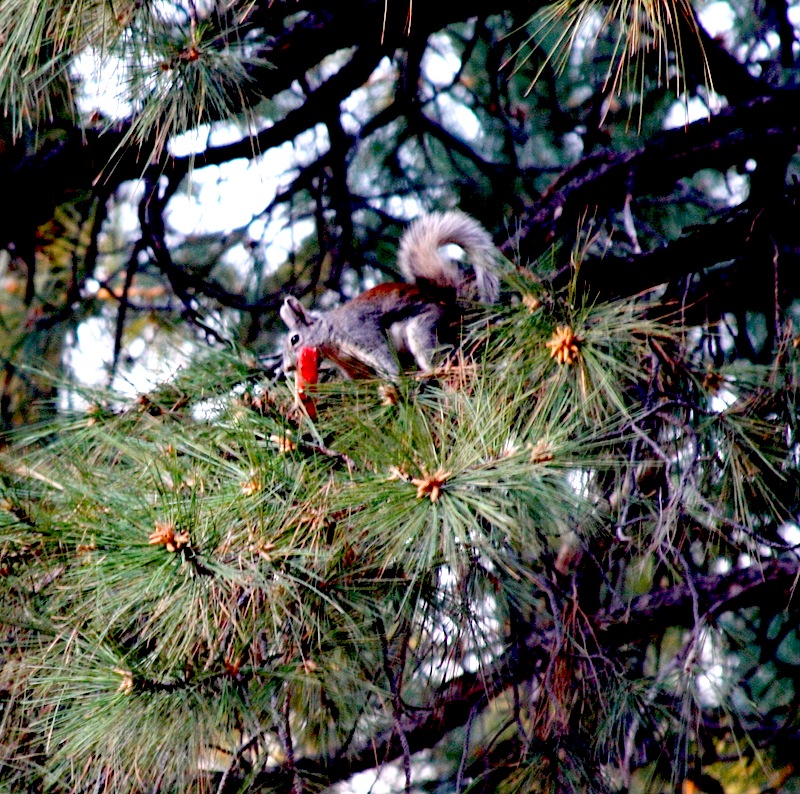 Motorcycle Road Trip Lessons Squirrel