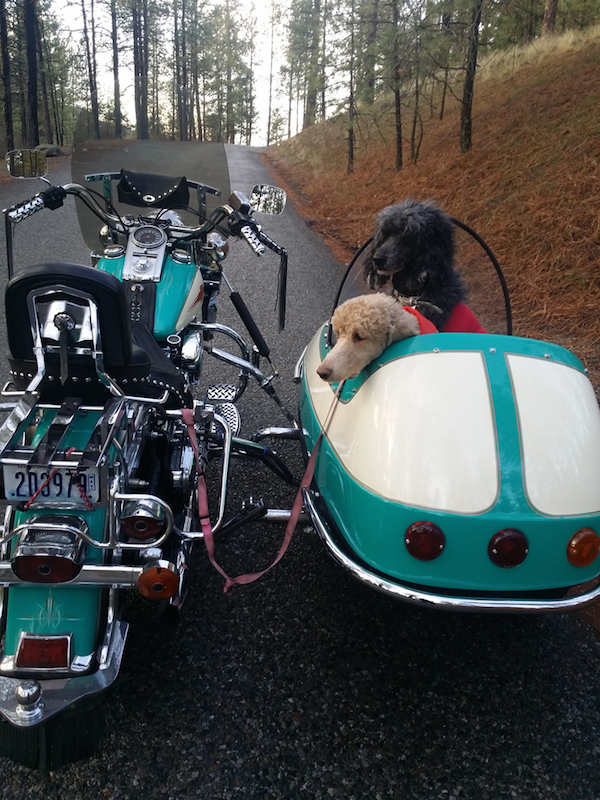 your motorcycles maryann duffeys doggie sidecar poodles
