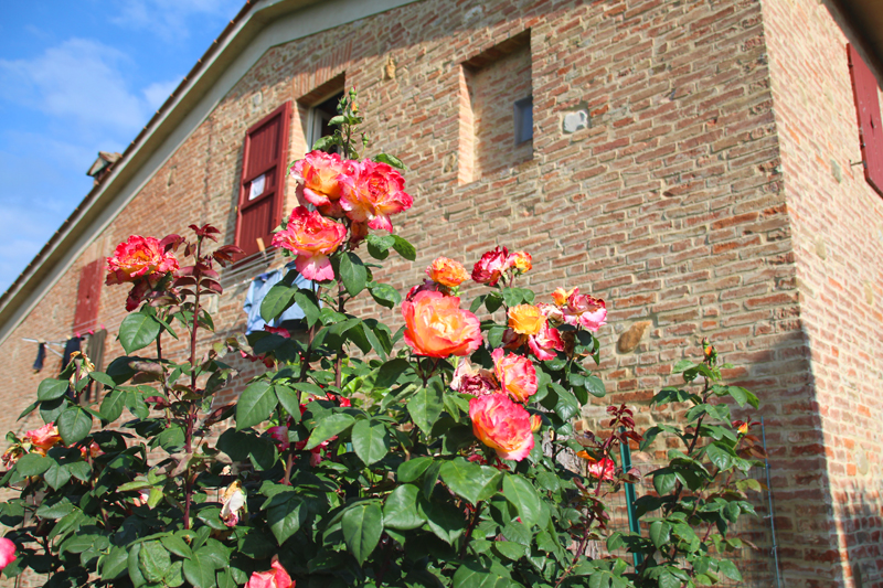 why you should ride a motorcycle in italy once in your life roses