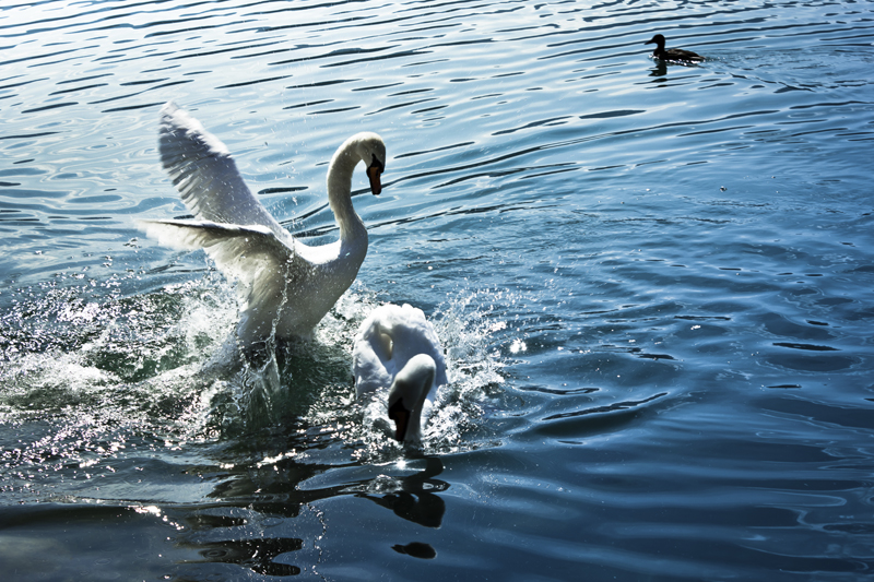 how to purge toxic people from your life swans fighting