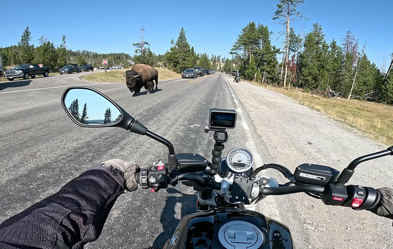 bison in road